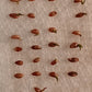 Dendrocalamus giganteus Giant Bamboo seedlings