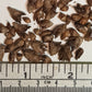 Giant Bamboo Seeds - Dendrocalamus giganteus