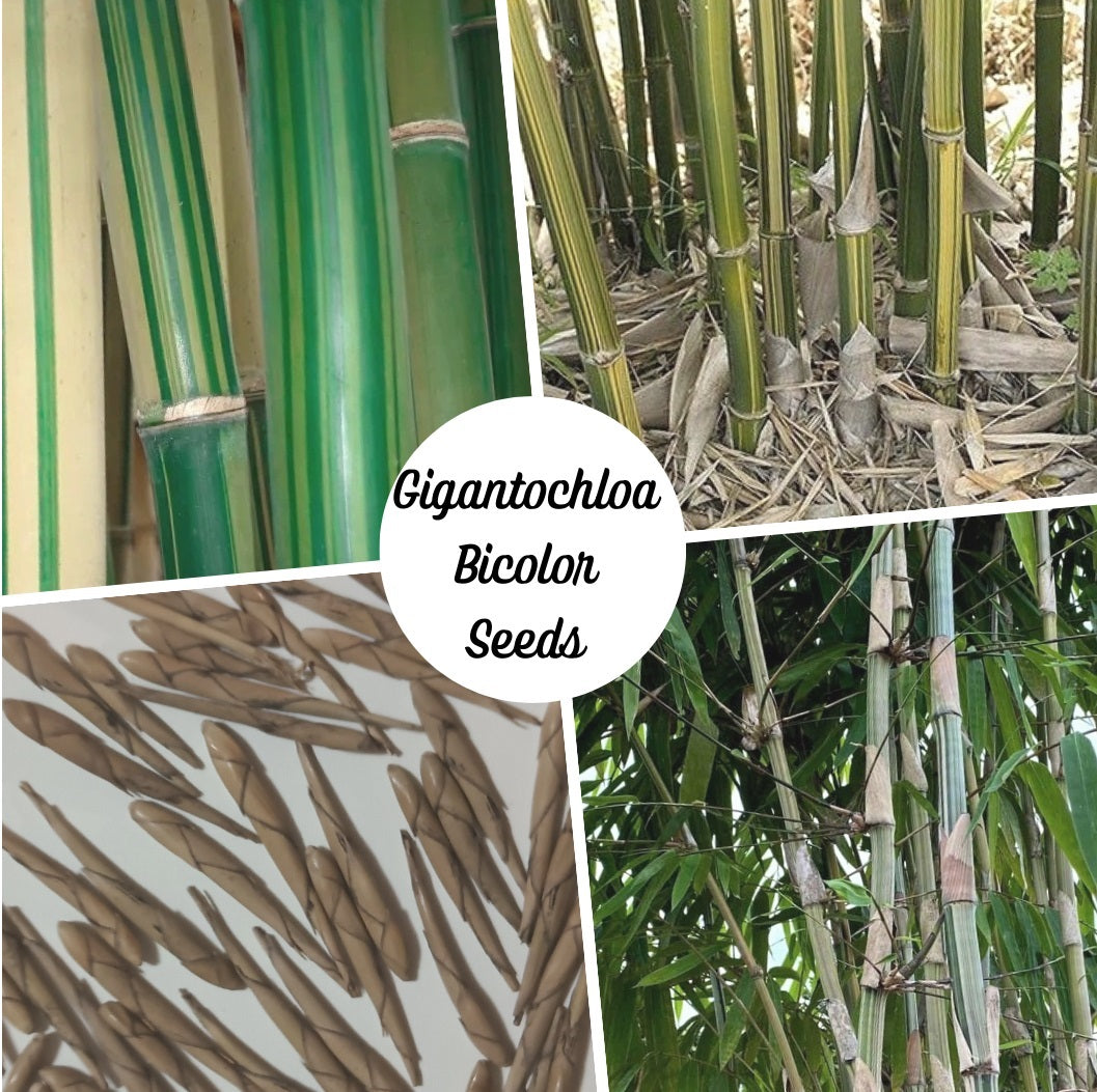 Giant Bamboo Seeds - Giant Striped Bamboo Seeds - Gigantochloa bicolor - The Bamboo Seed