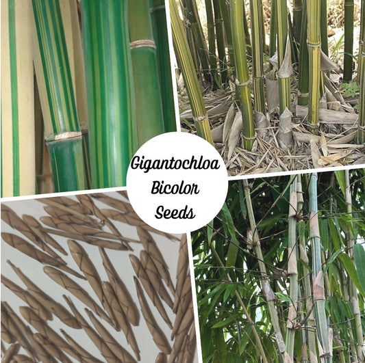 Best bamboo seeds for Gigantochloa bicolor bamboo