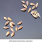 Giant Bamboo Seeds - Calcutta Bamboo Seeds