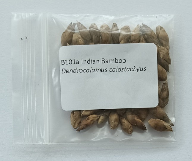 Giant Bamboo Seeds - Calcutta Bamboo Seeds