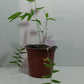 Indian timber bamboo plant grown from bamboo seeds