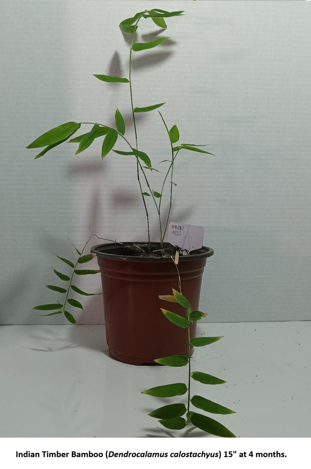 Indian timber bamboo plant grown from bamboo seeds