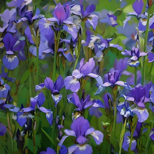 Iris Seeds - Iris missouriensis 'Wild Blue' - The Bamboo Seed