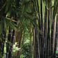 Black Bamboo Seeds - Timor Black Bamboo Seeds - Bambusa Lako Timor bamboo seeds - The Bamboo Seed