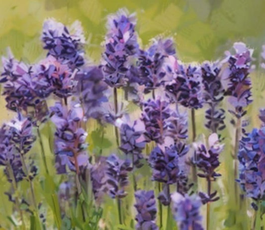 English Lavender Seeds - The Bamboo Seed