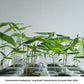 Long Sheath Bamboo plants for sale