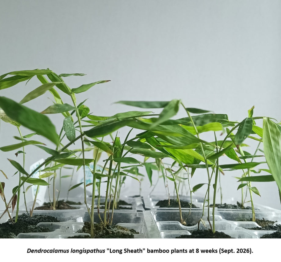 Long Sheath Bamboo plants for sale