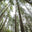 The Bamboo Seed logo