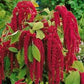 Love Lies Bleeding Seeds - The Bamboo Seed