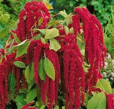 Love Lies Bleeding Seeds - The Bamboo Seed