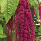 Love Lies Bleeding Seeds - The Bamboo Seed