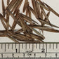 Giant Timber Bamboo Seeds - Madake Bamboo Seeds