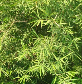 Giant Bamboo Seeds - Calcutta Bamboo Seeds - Dendrocalamus Strictus Seeds - The Bamboo Seed