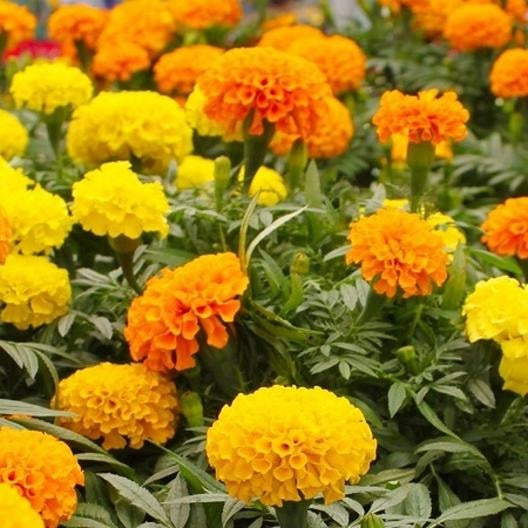 High-Quality African Marigold Seeds Moment Collection High-Quality African Marigold Seeds Moment Collection