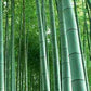 Taiwan Giant Bamboo Seeds - Dendrocalamus latiflorus Munro bamboo seeds - The Bamboo Seed