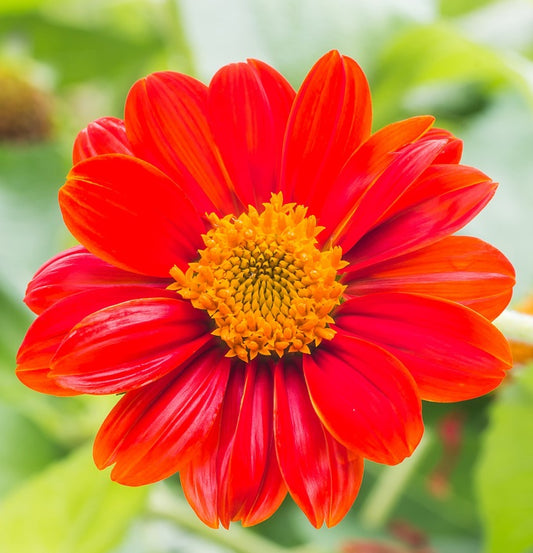 Mexican Sunflower Seeds - The Bamboo Seed