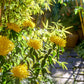 Marigold Seeds - Yellow Giant - The Bamboo Seed