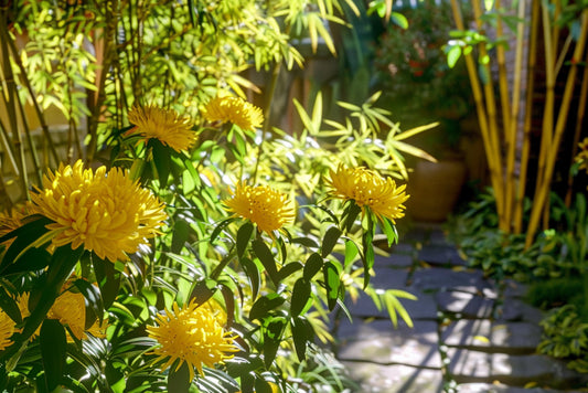 Marigold Seeds - Yellow Giant - The Bamboo Seed
