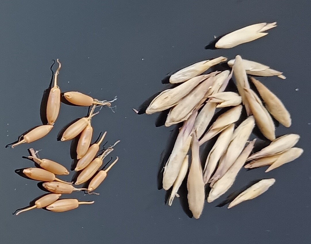 Monastery Bamboo Seeds