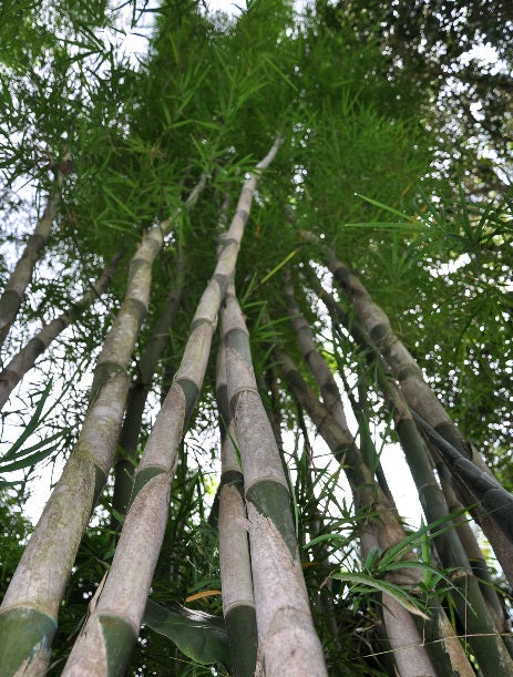 Monastery Bamboo Seeds - The Bamboo Seed