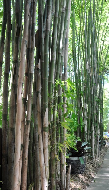 Monastery Bamboo Seeds