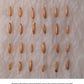 Monastery bamboo seed germination