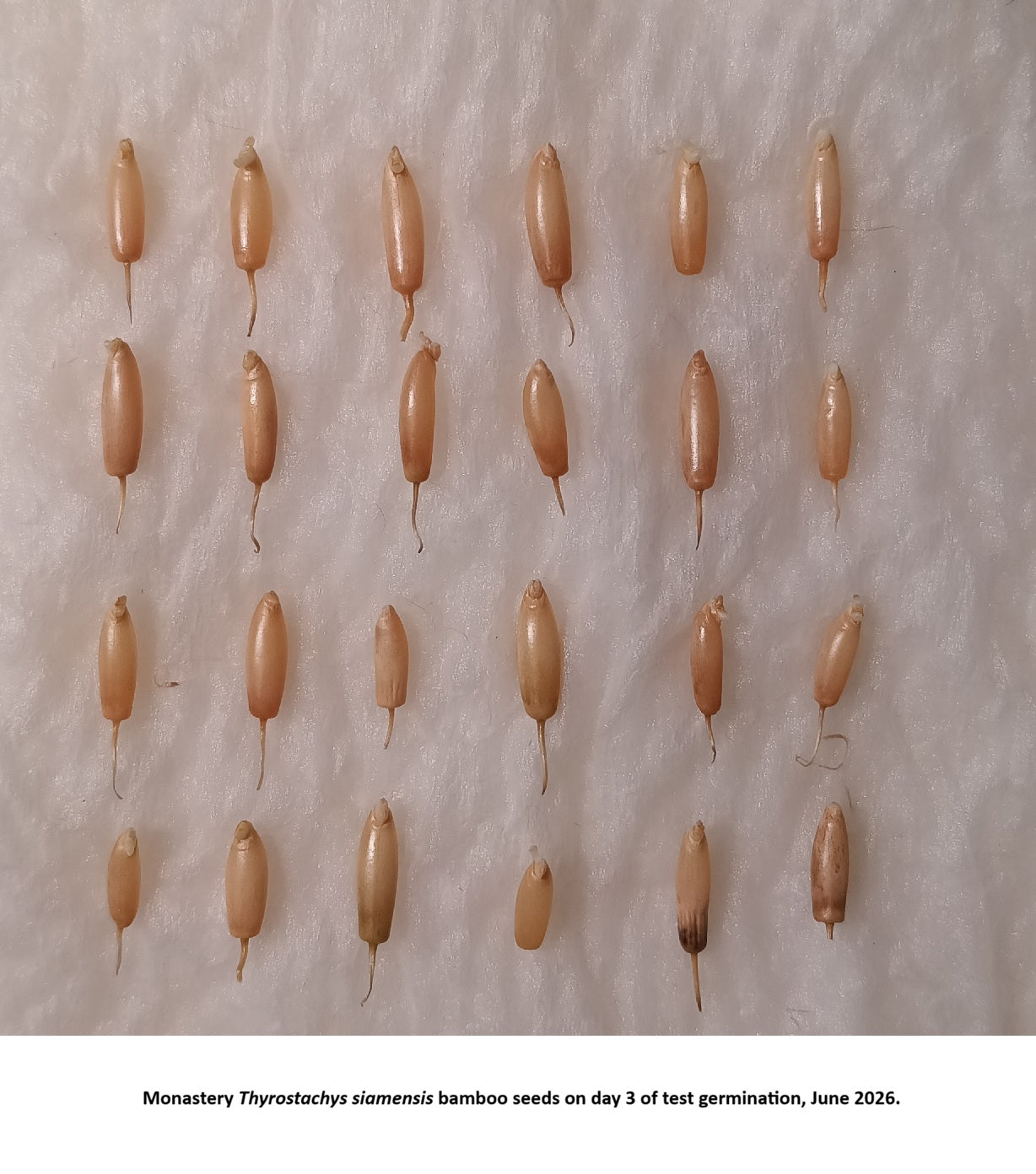 Monastery bamboo seed germination