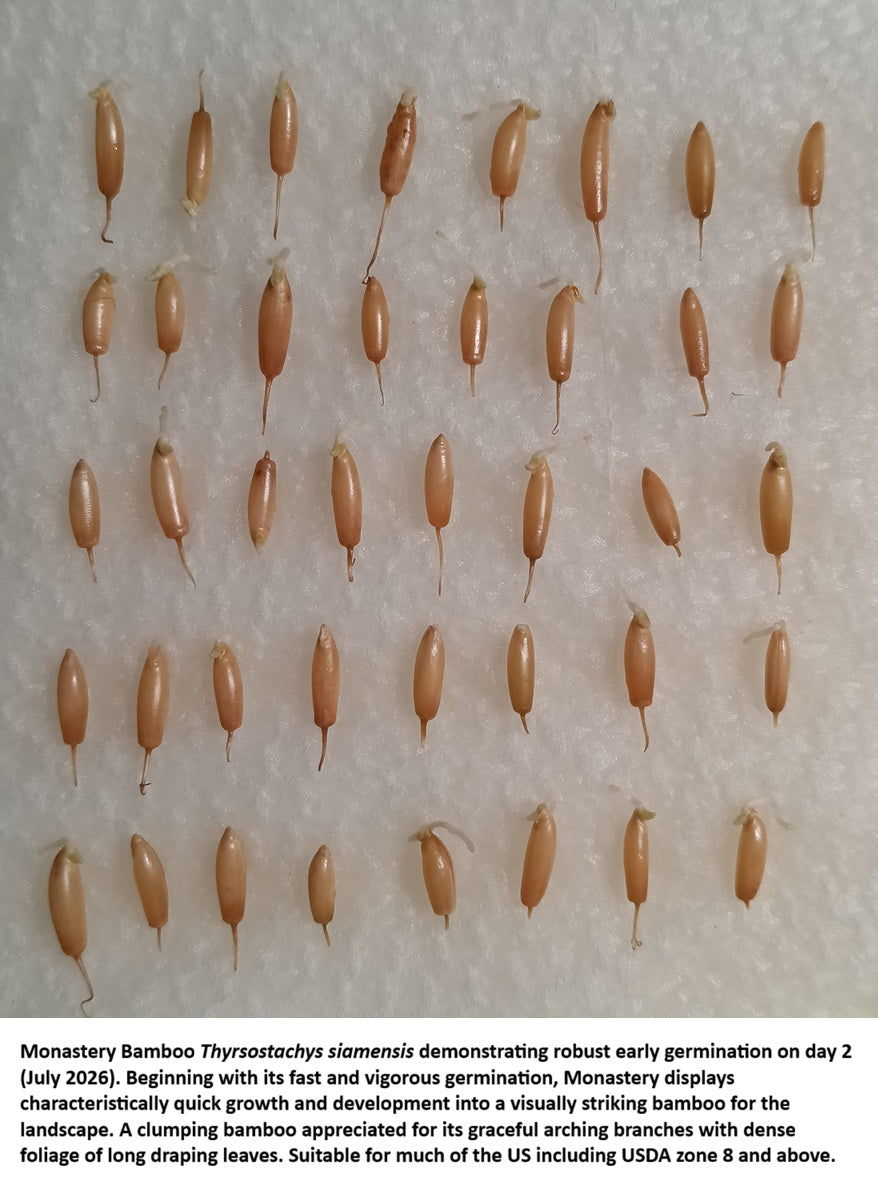 Monastery bamboo seeds germination