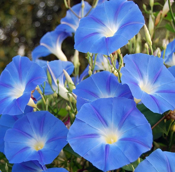 Morning Glory Seeds - Heavenly Blue - The Bamboo Seed