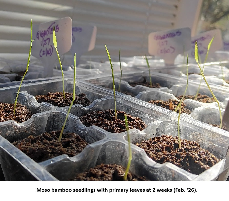 Phyllostachys edulis Giant Moso Bamboo seedlings