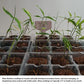 Moso bamboo seedling development at 4 weeks 