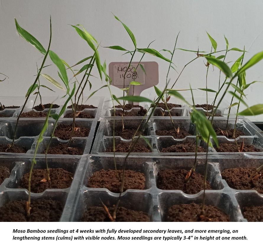 Moso bamboo seedling development at 4 weeks 