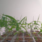 Moso Bamboo Seedlings (4-pak)