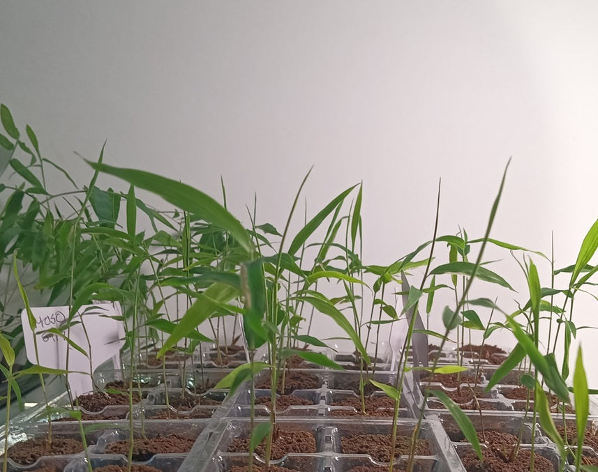 Moso Bamboo Seedlings (4-pak)