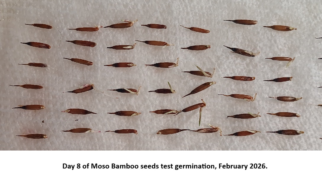 Germinating Giant Moso bamboo seeds 2026