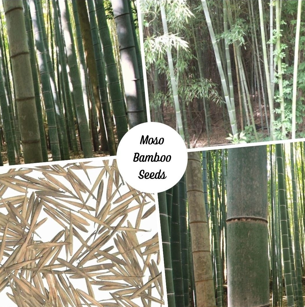 Giant Bamboo Seeds - Moso Bamboo Seeds - Phyllostachys edulis bamboo seeds - The Bamboo Seed