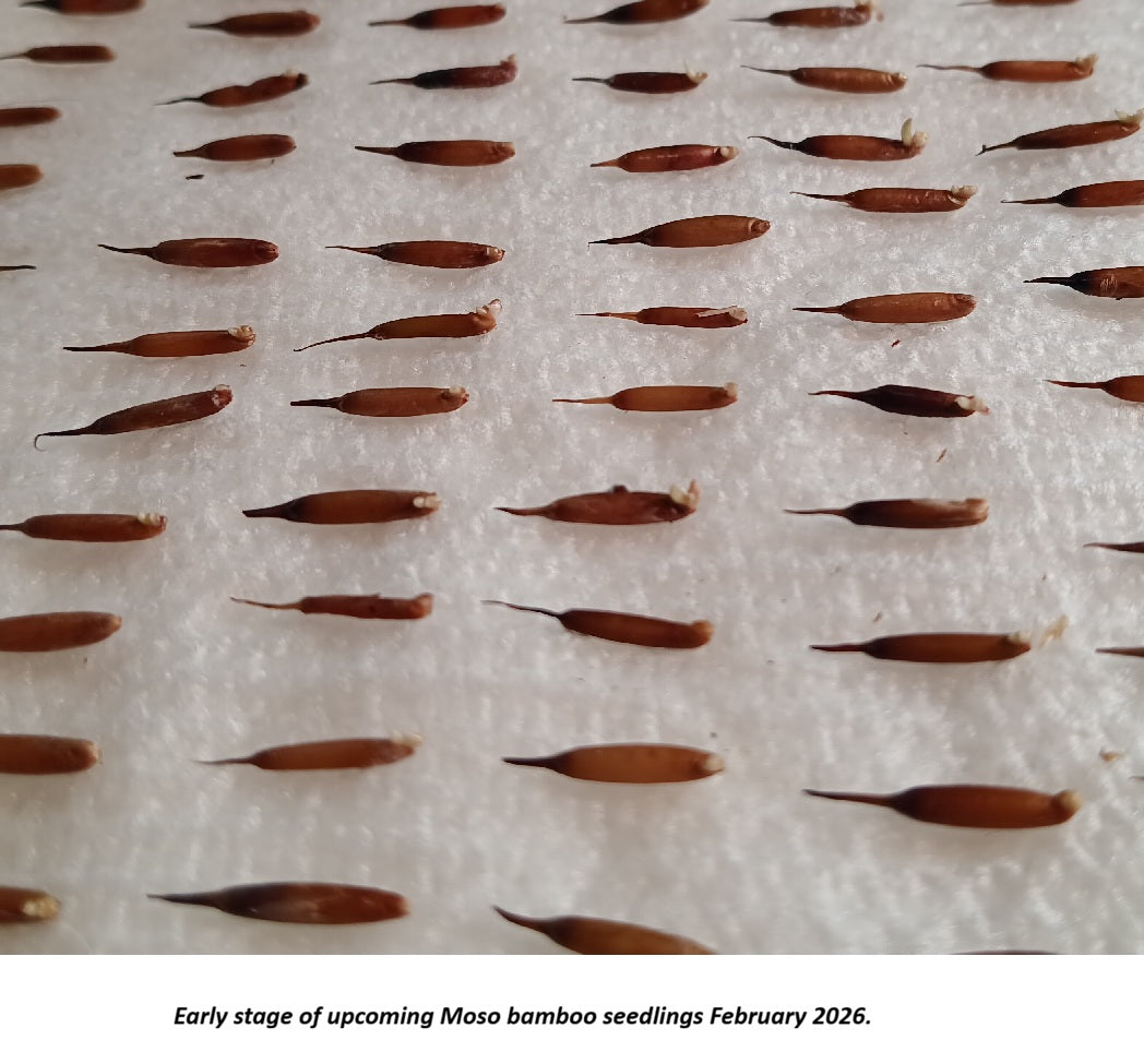 Growing Moso bamboo plants from seed