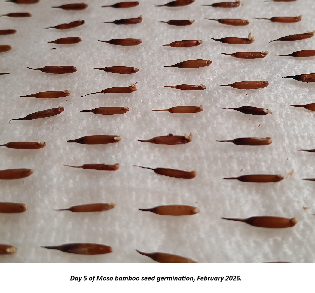 Moso bamboo seeds germination