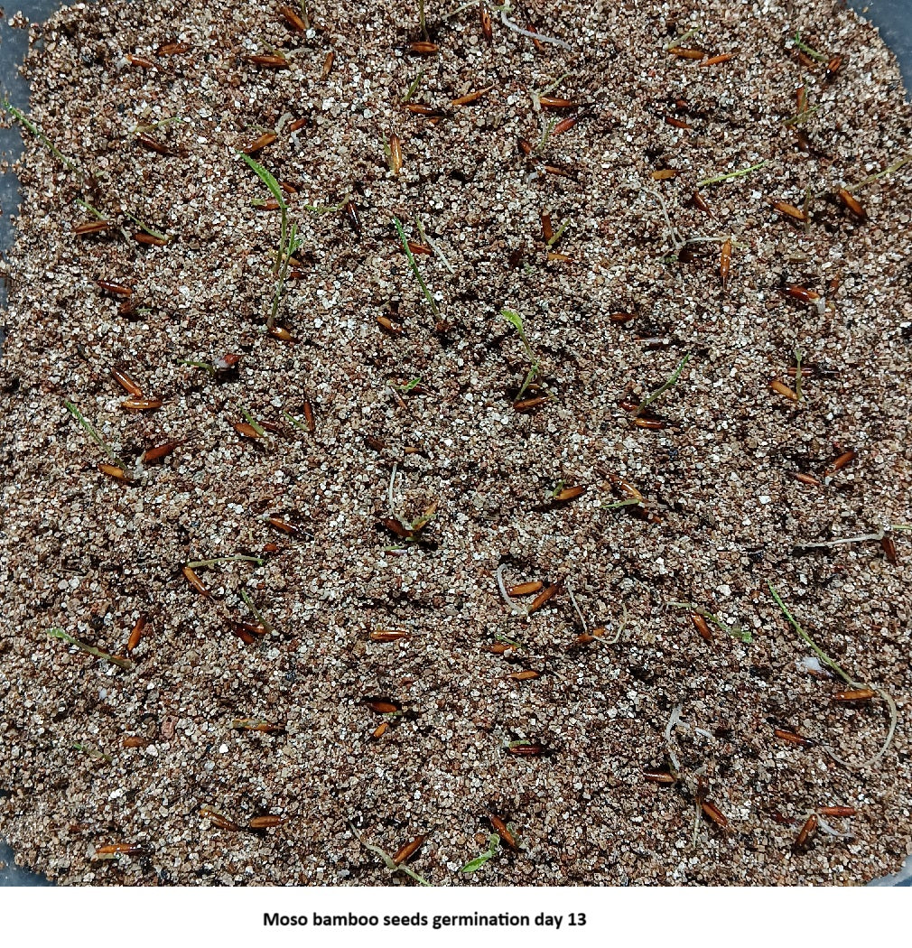 planting moso bamboo seeds Moso Bamboo Seeds