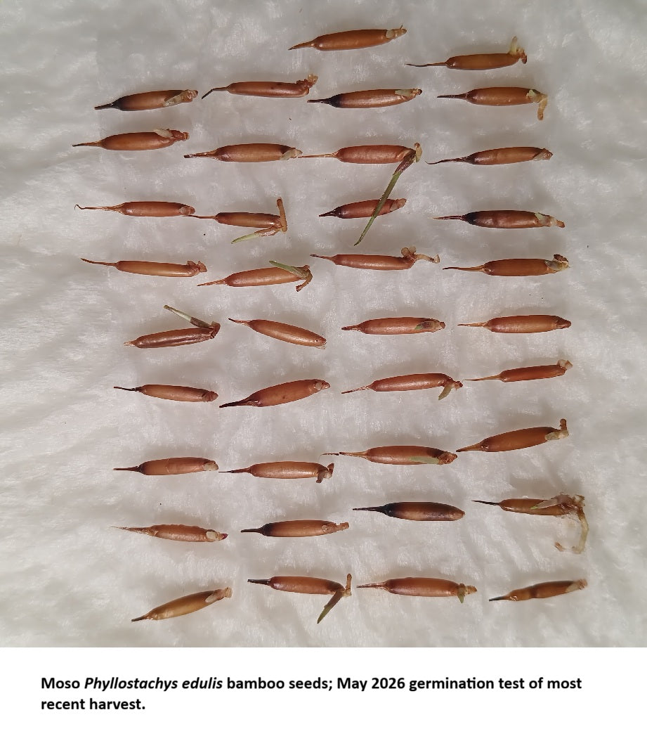 Moso Bamboo Seeds