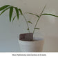 Giant Bamboo Seeds - Moso Bamboo Seeds - Phyllostachys edulis bamboo seeds