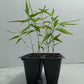 giant moso bamboo seedlings