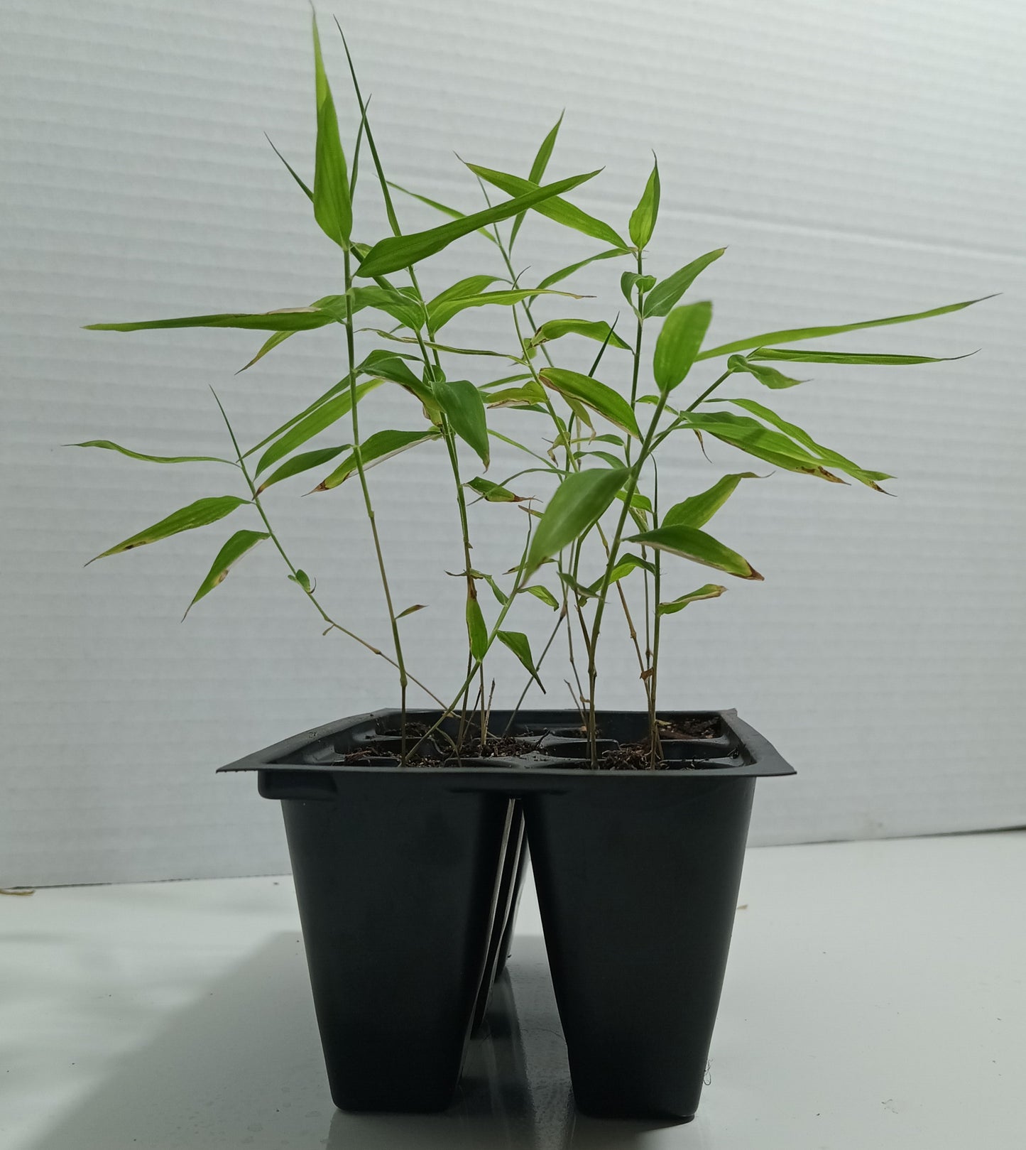 planting moso bamboo seeds Moso Bamboo Seedlings (4-pak) – The Bamboo Seed