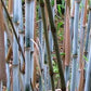 Clumping Bamboo Seeds - The Bamboo Seed