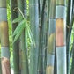 3 Variety Sampler Pack Tropical Bamboo Seeds - The Bamboo Seed