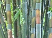 3 Variety Sampler Pack Tropical Bamboo Seeds - The Bamboo Seed