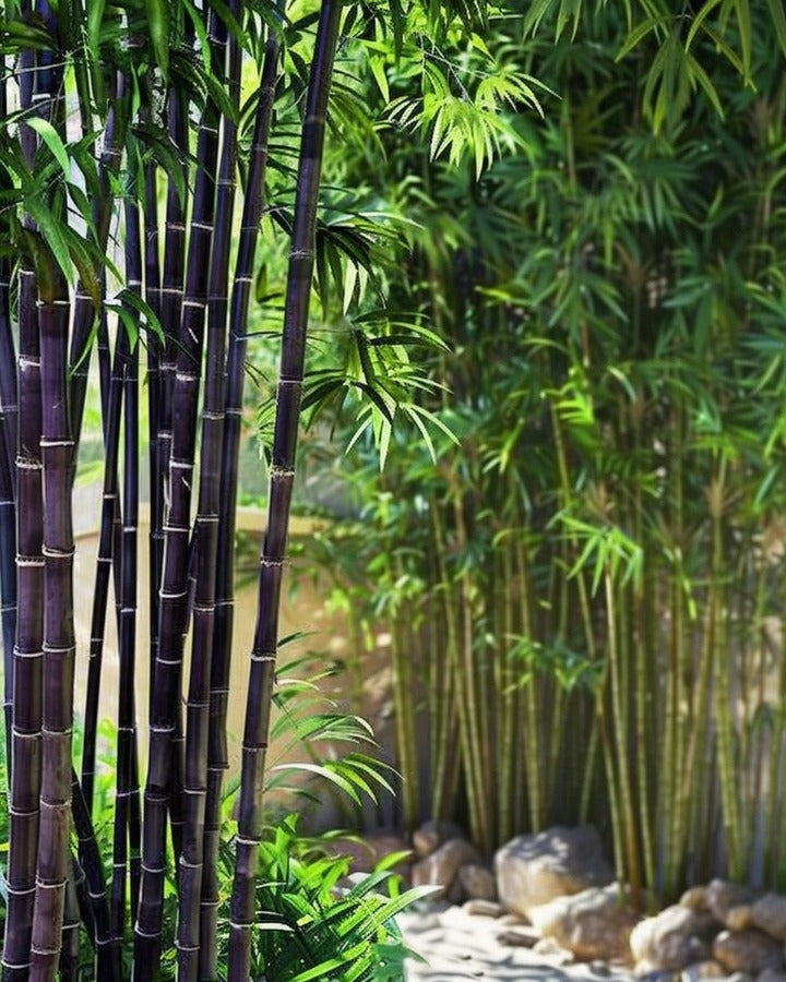 Black Bamboo Seeds Phyllostachys Nigra Bamboo Seeds The Bamboo Seed