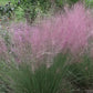 Ornamental Grass Seeds - Purple Lovegrass - The Bamboo Seed